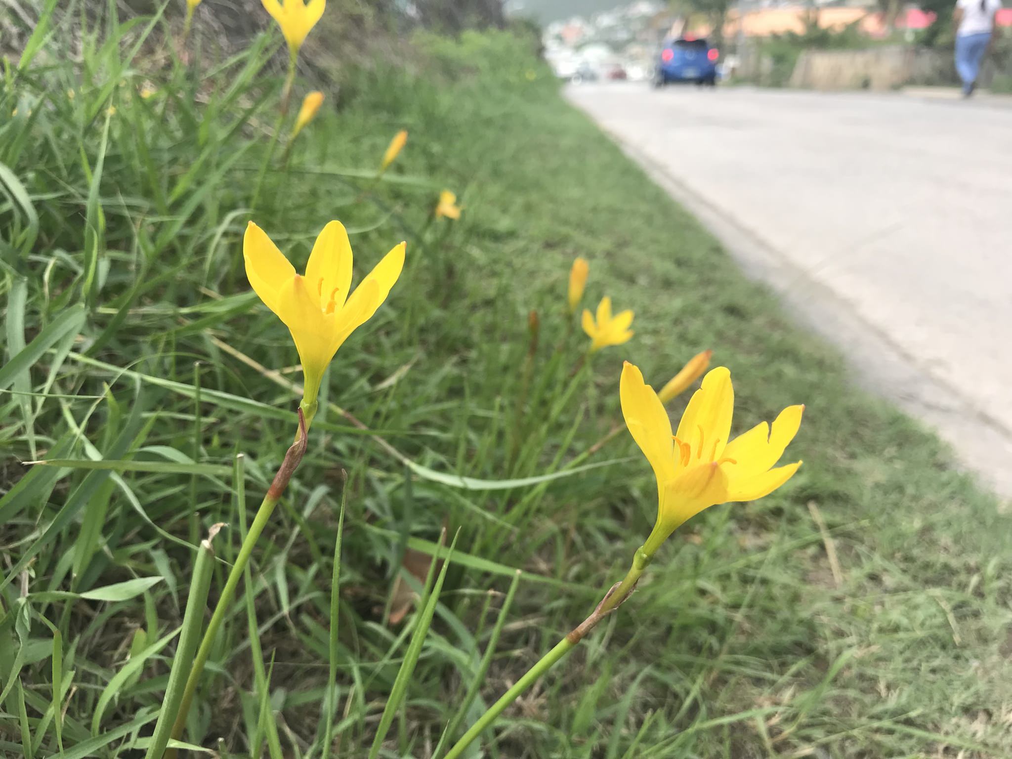 Zephyranthes citrina